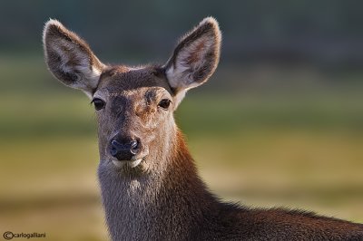 Cervo-Red deer (Cervus elaphus)