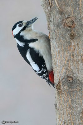 Picchio rosso maggiore-Great Spotted Woodpecker (Dendrocopos major))