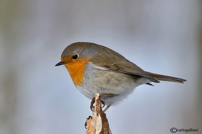 Pettirosso-European Robin(Erithacus rubecula)