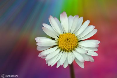 Psychedelic Marguerite
