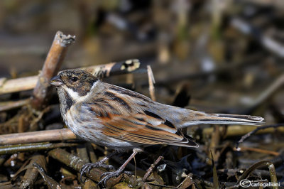 Migliarino di palude -Reed Bunting (Emberiza schoeniclus)