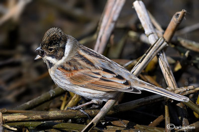 Migliarino di palude -Reed Bunting (Emberiza schoeniclus)