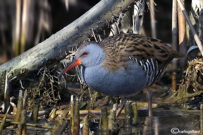 Porciglione - Water Rail (Rallus aquaticus)	