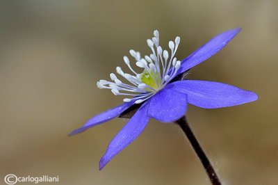 Hepatica nobilis