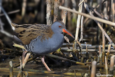 Porciglione - Water Rail (Rallus aquaticus)	