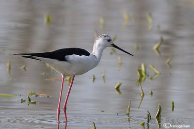 Cavaliere d'Italia-Black-winged Stilt (Himantopus himantopus)