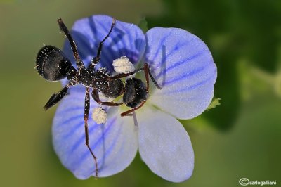 Formica sp.