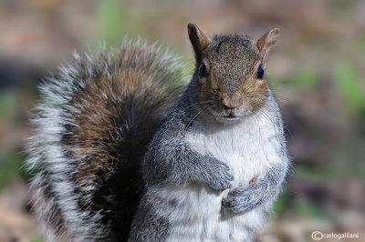  Grey squirrel - Sciurus carolinensis