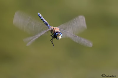 Aeshna mixta male