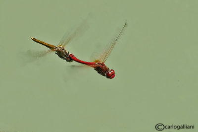 Sympetrum  fonscolombei