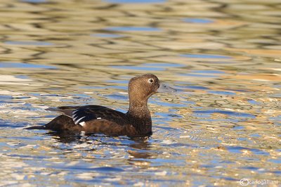 Edredone di Steller-Stellers Eider (Polysticta stelleri)