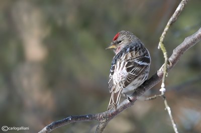 Organetto- Mealy Redpoll (Carduelis flammea)