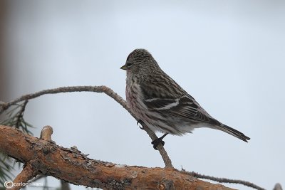 Organetto- Mealy Redpoll (Carduelis flammea)