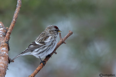 Organetto- Mealy Redpoll (Carduelis flammea)