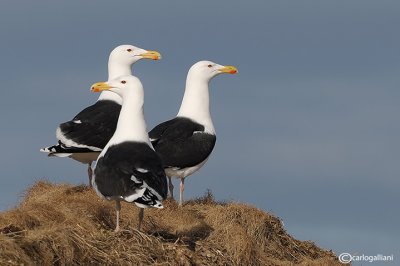 Mugnaiaccio-Great Black-backed Gull (Larus marinus)