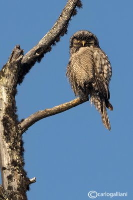 Ulula-Northern Hawk Owl (Surnia ulula)