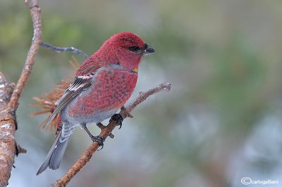 Ciuffolotto delle pinete -Pine Grosbeak( Pinicola enucleator)