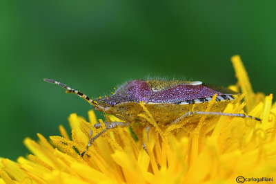 Dolycorus baccarum