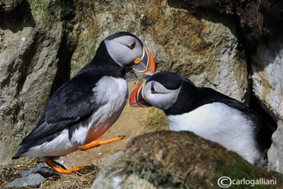 Pulcinella di mare-Atlantic Puffin (Fratercula arctica)