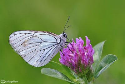 Aporia crataegi