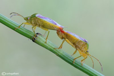 Elasmostethus interstinctus