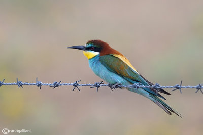 Gruccione-European Bee-eater (Merops apiaster)