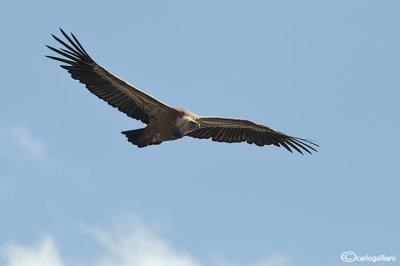 Grifone - Griffon Vulture (Gyps fulvus)