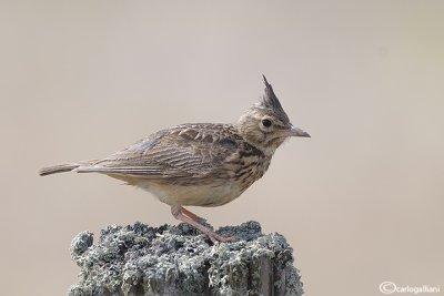 Cappellaccia-Crested Lark (Galerida cristata)