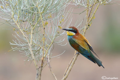 Gruccione-European Bee-eater (Merops apiaster)