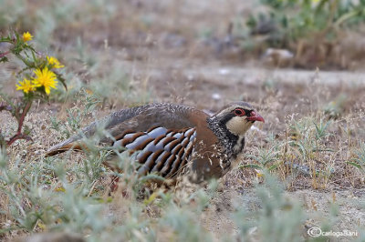 Pernice rossa-Red-legged Partridge (Alectoris rufa)