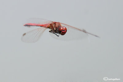 Sympetrum fonscolombei