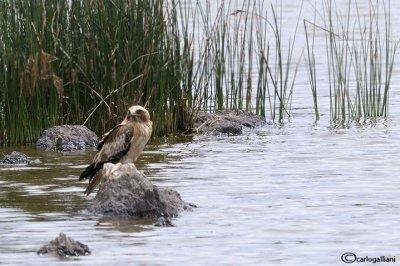 Aquila minore- Booted Eagle (Aquila pennata)