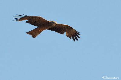 Nibbio bruno-Black Kite (Milvus migrans)