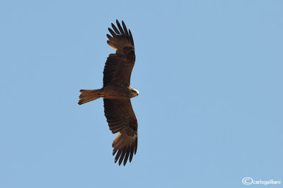 Nibbio bruno-Black Kite (Milvus migrans)