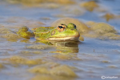 Rana verde iberica-Iberian Green Frog (Rana peretzi)