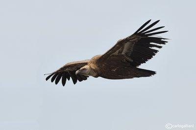 Grifone - Griffon Vulture (Gyps fulvus)