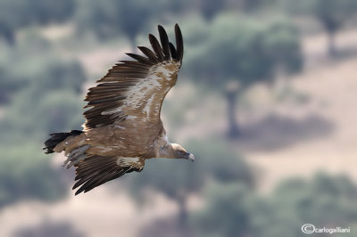 Grifone - Griffon Vulture (Gyps fulvus)