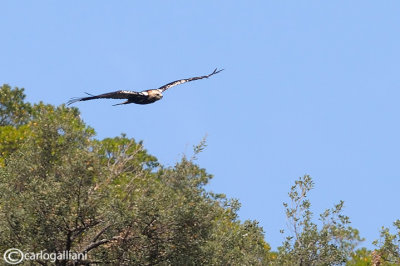 Aquila imperiale spagnola - Spanish Imperial Eagle (Aquila adalberti)