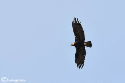 Aquila imperiale spagnola - Spanish Imperial Eagle (Aquila adalberti)