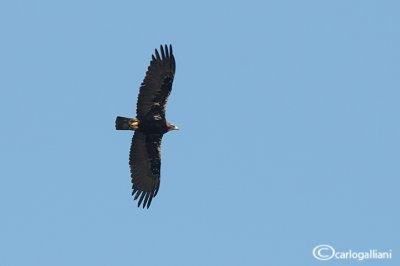 Aquila imperiale spagnola - Spanish Imperial Eagle (Aquila adalberti)