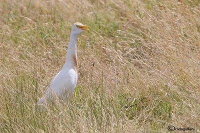 Airone guardabuoi-Cattle Egret (Bubulcus ibis)