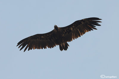 Avvoltoio monaco -Black Vulture (Aegypius monachus)