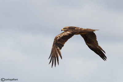 Nibbio bruno-Black Kite (Milvus migrans)