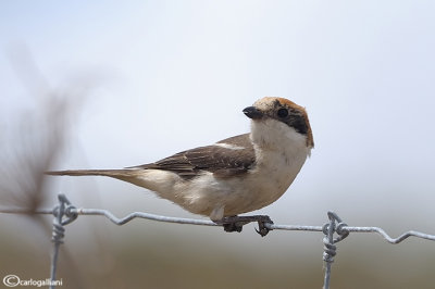 Averla capirossa- Woodchat Shrike(Lanius senator)