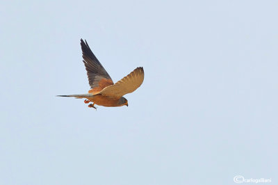 Grillaio- Lesser Kestrel (Falco naumanni)