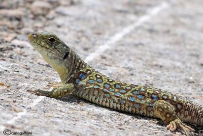 Lucertola ocellata- Ocellated Lizard (Timon lepidus )