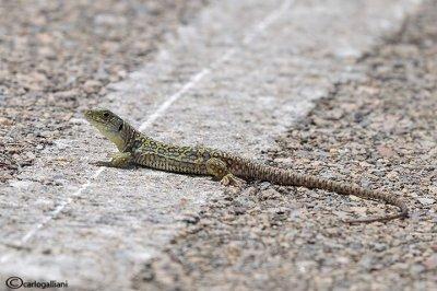 Lucertola ocellata- Ocellated Lizard (Timon lepidus )