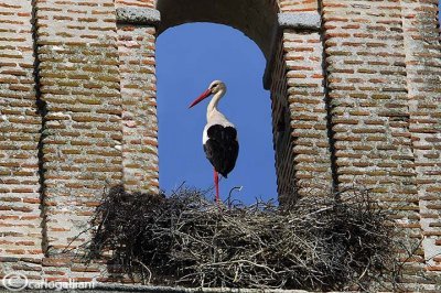 Cicogna bianca & Trujillo