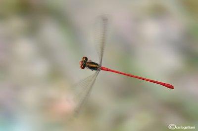 Ceriagrion tenellum male