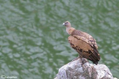 Grifone - Griffon Vulture (Gyps fulvus)